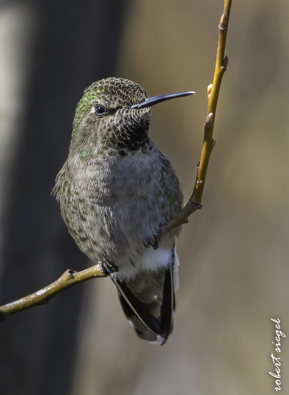 emily renzel wetlands 2026